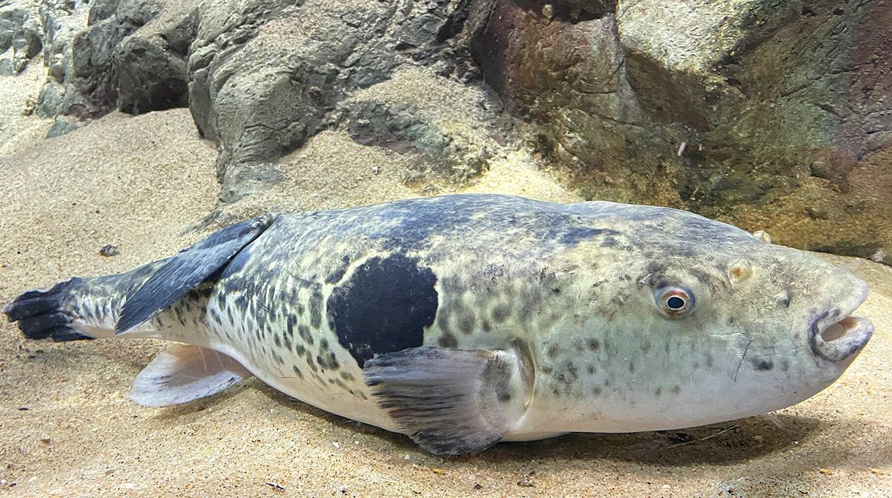 образ жизни