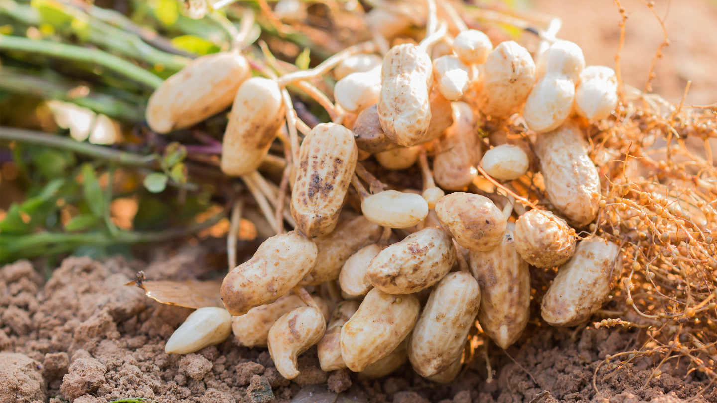 плоды арахиса