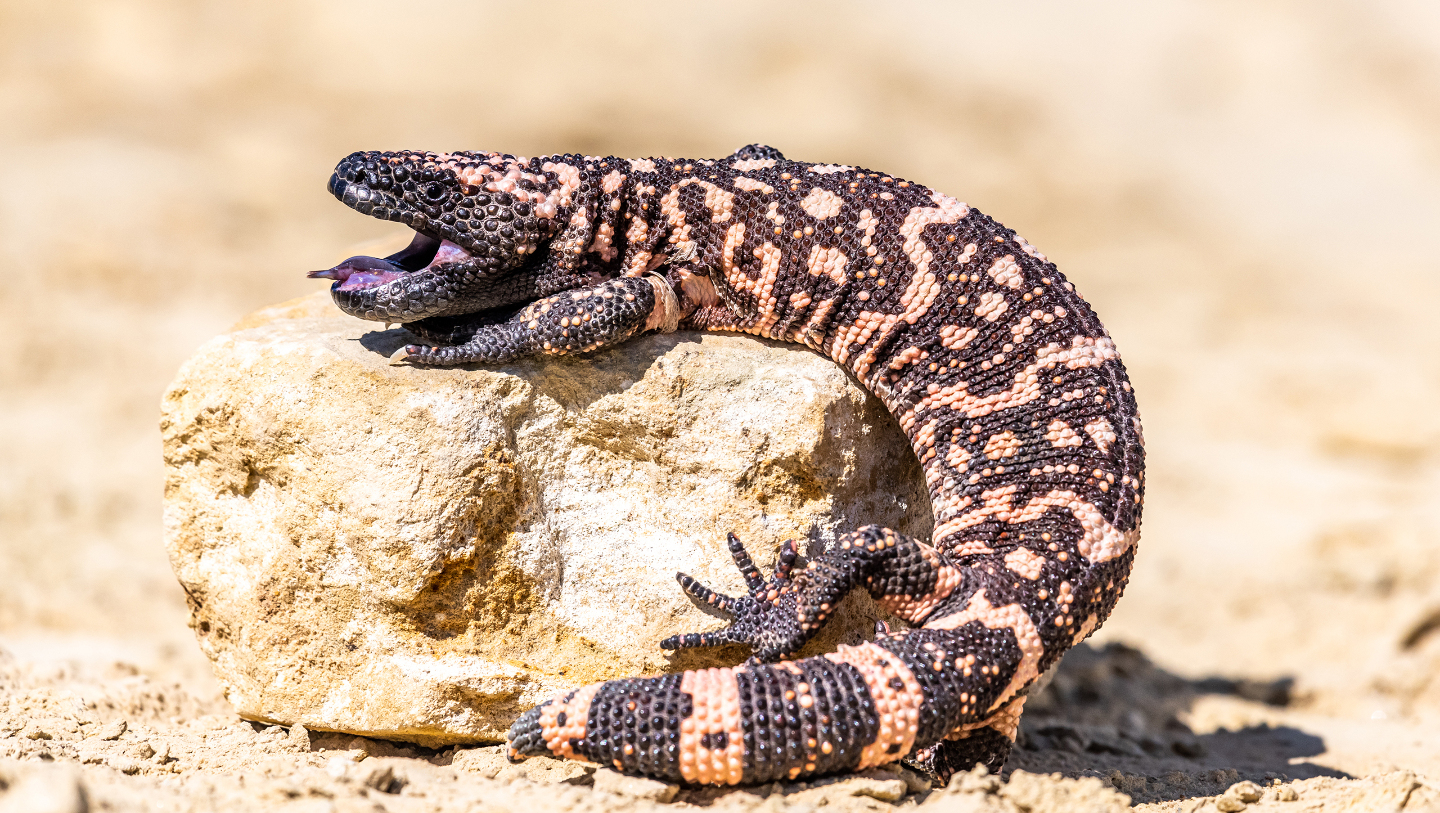 Аризонский ядозуб