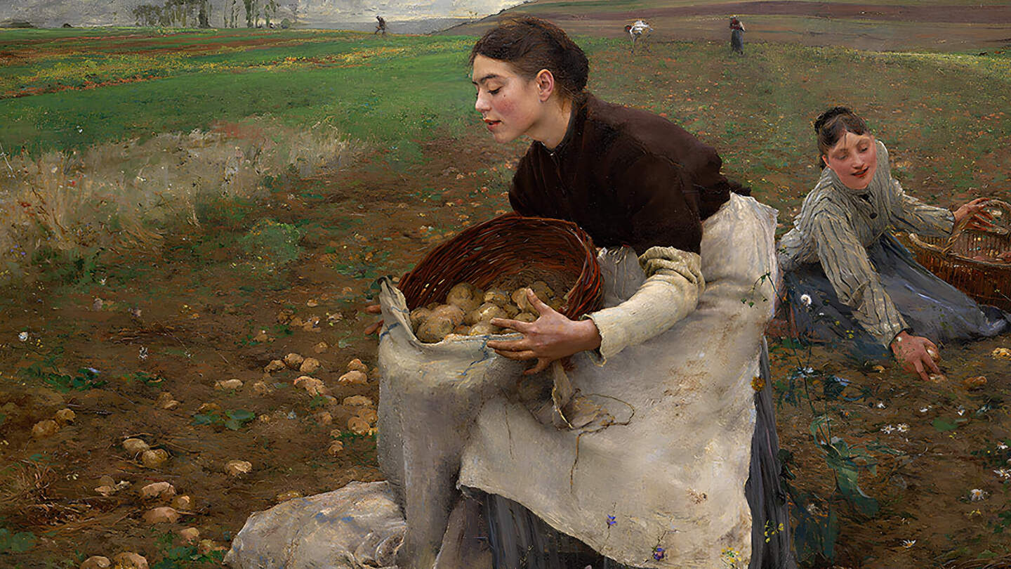 Как в России появился картофель