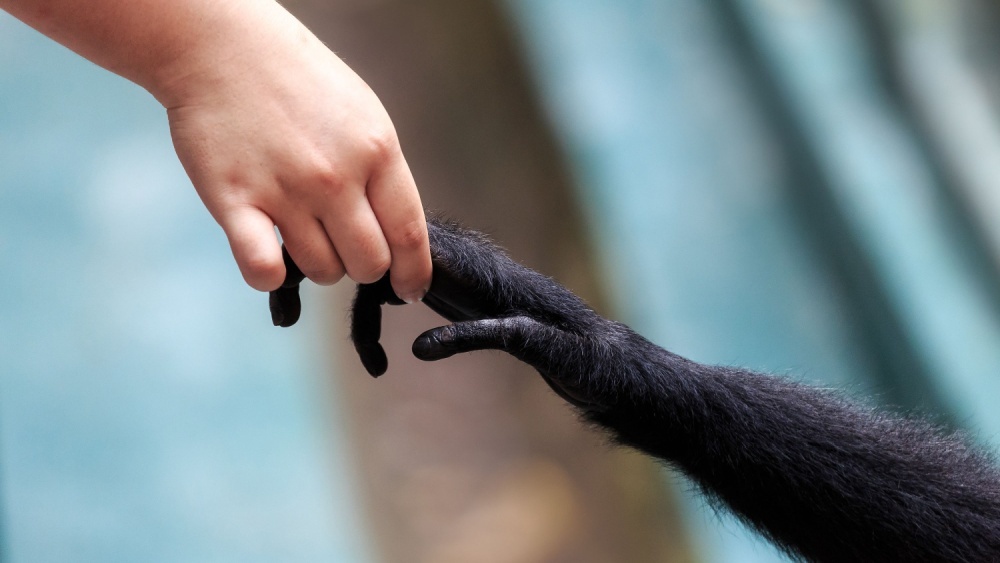 человек и обезьяна