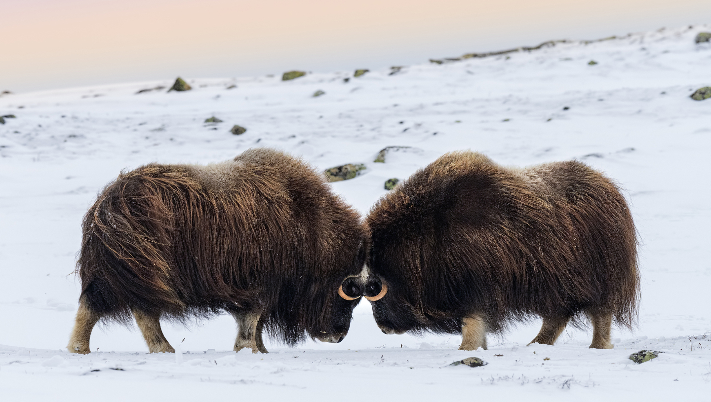 Овцебык, стадо