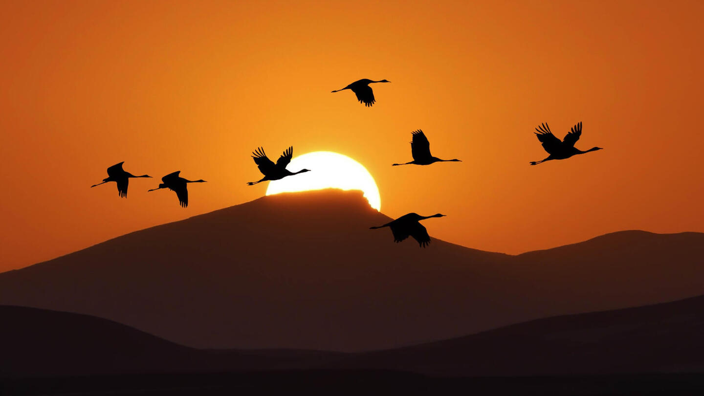 Миграция птиц