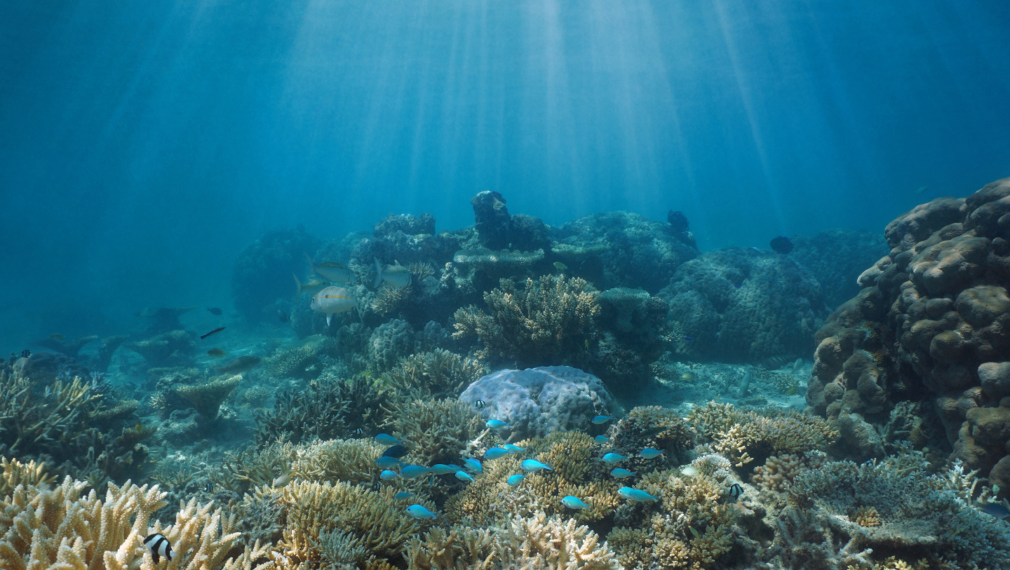 где обитают жемчужные рыбы