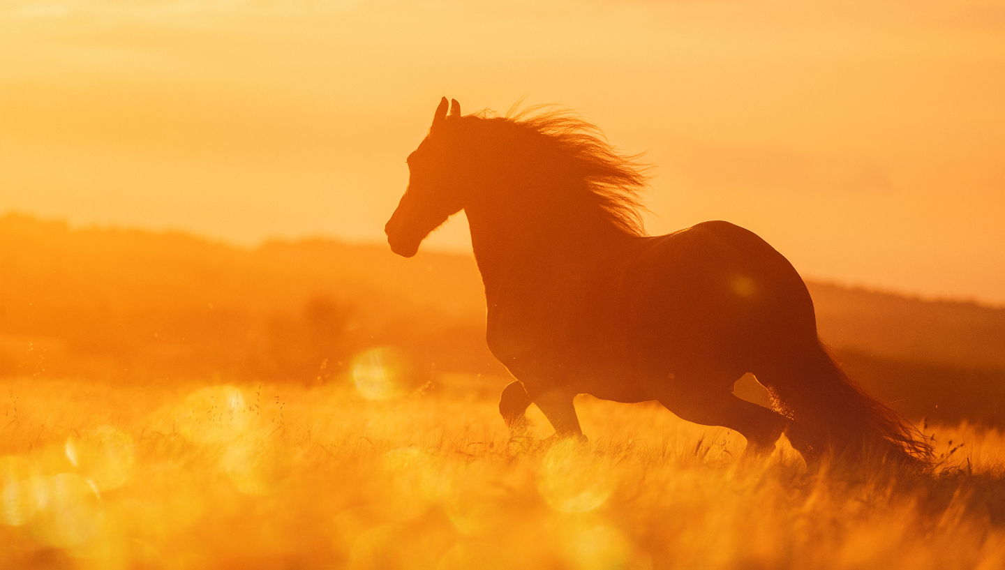 могут ли лошади мыслить