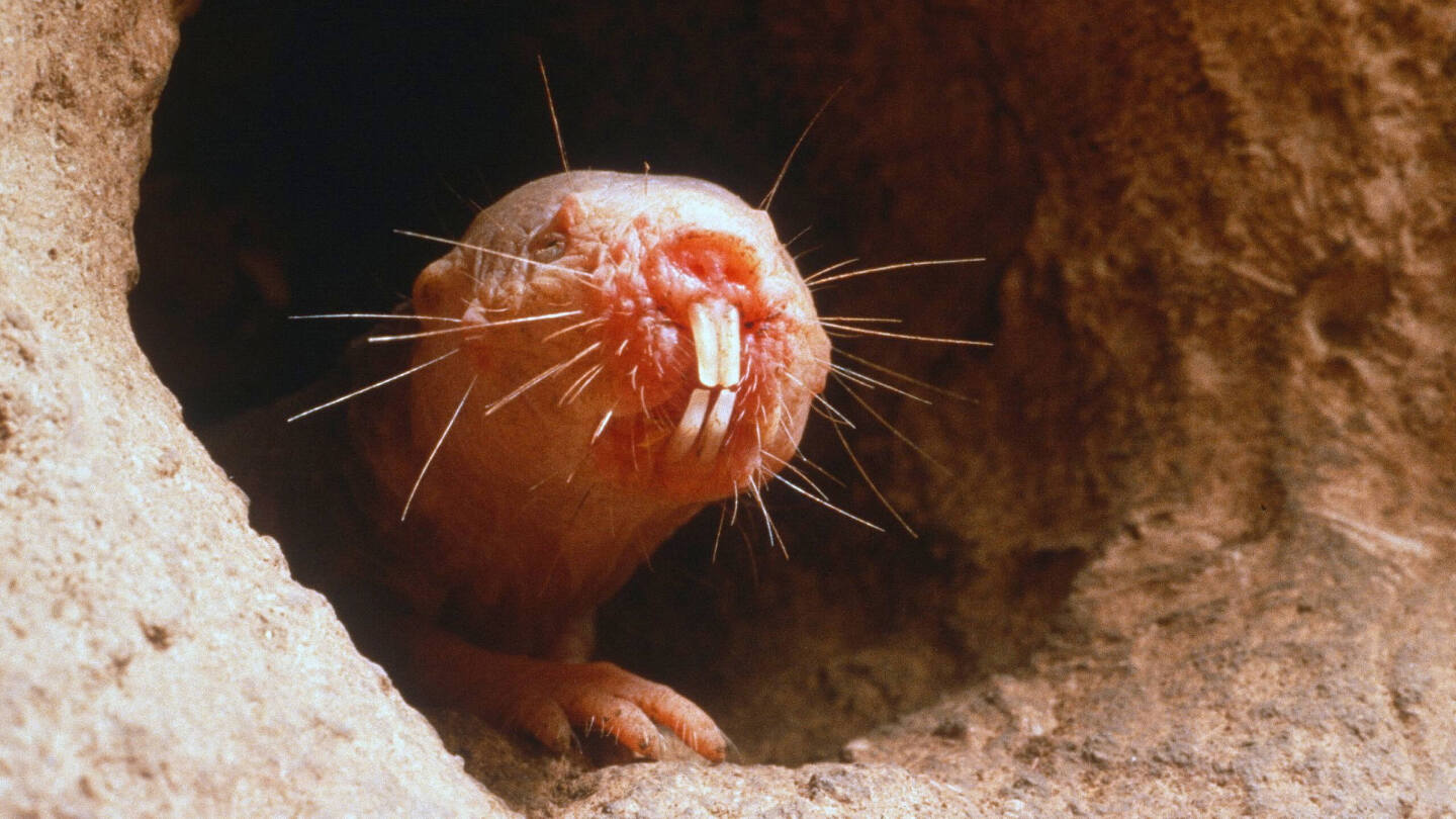 Голый землекоп