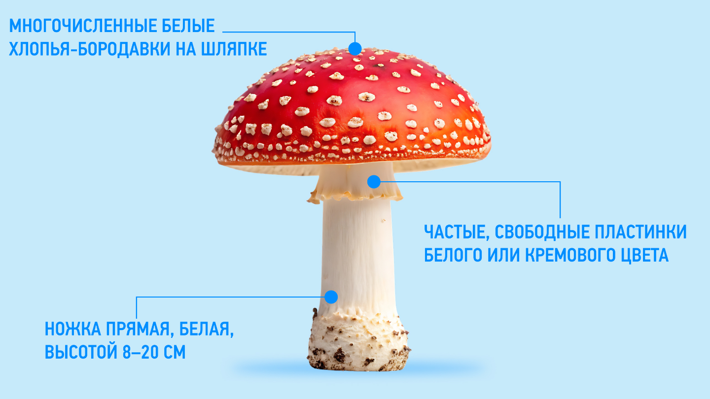 описание мухомора