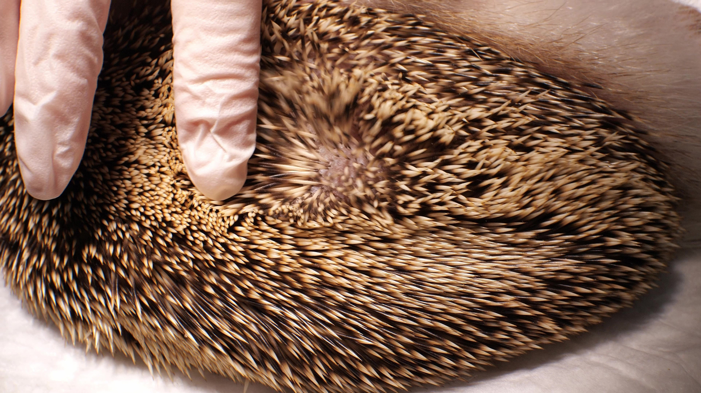 еж, зима, иглы