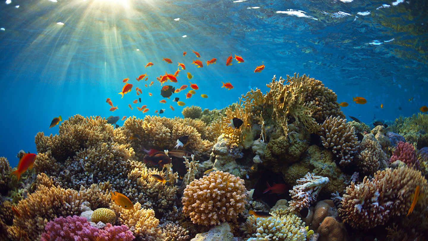 красное море