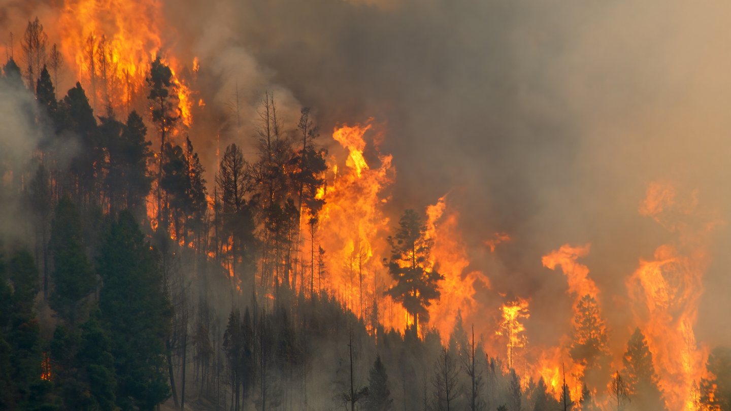 Лесной пожар