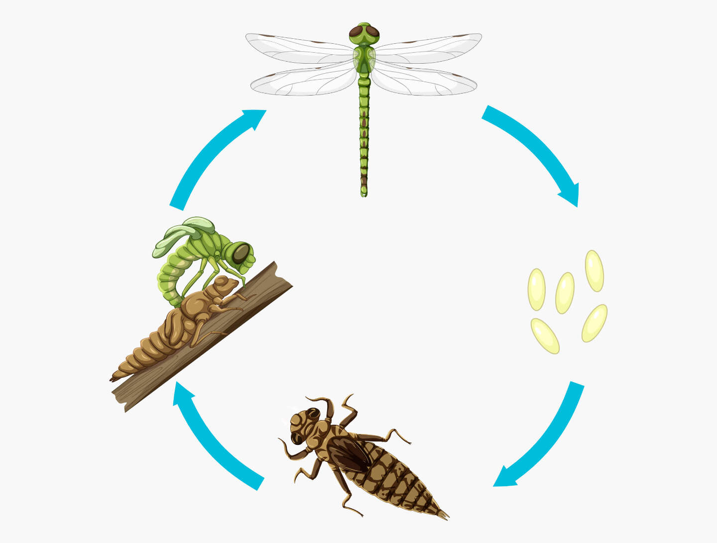  Как устроен жизненный цикл стрекозы