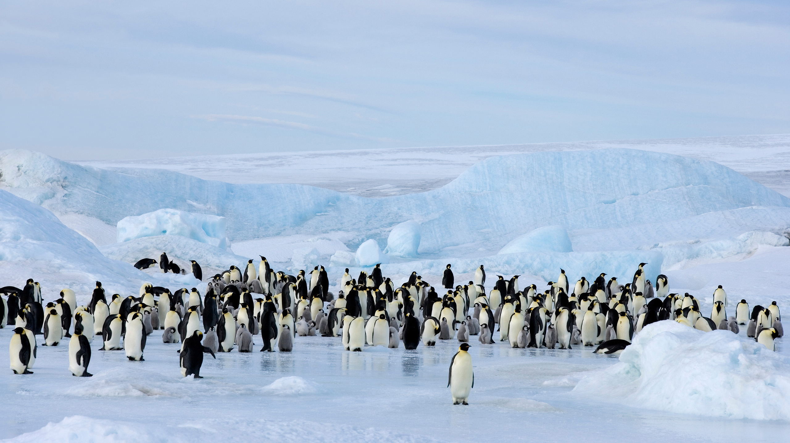 Сколько особей оставить