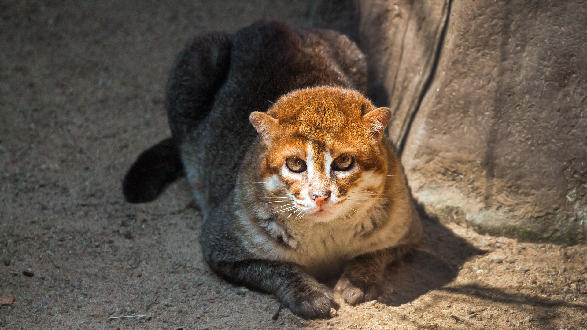 Суматранская кошка 