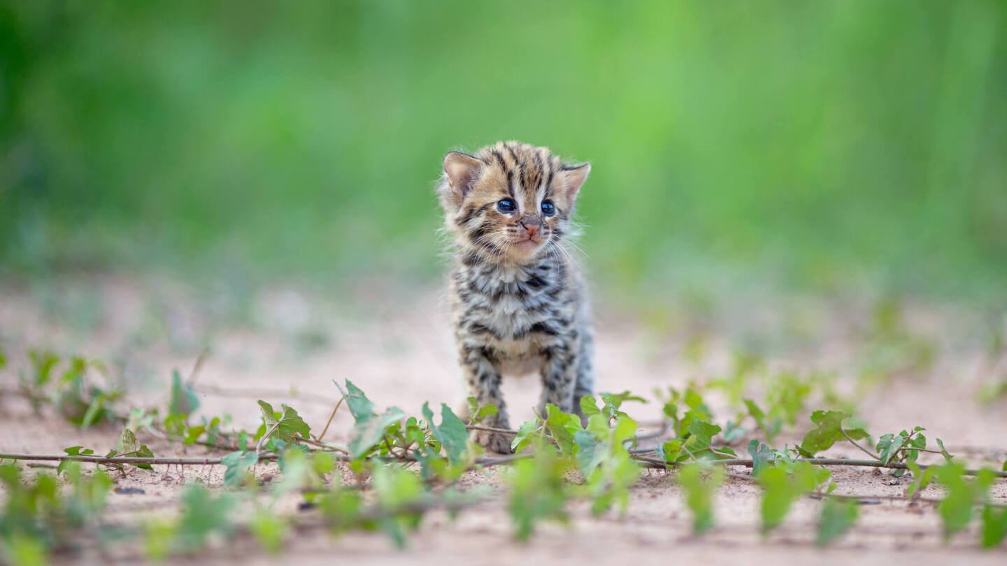 кошка-рыболов