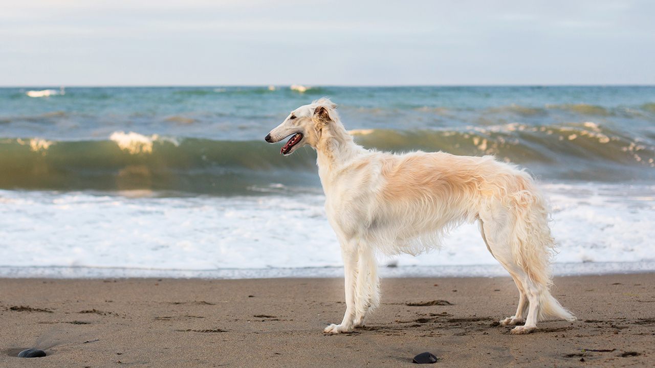 Русская борзая