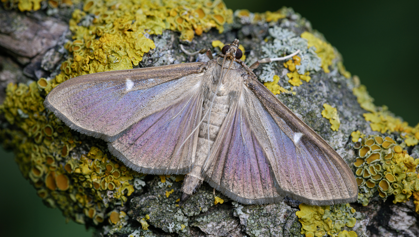 Самшитовые жуки