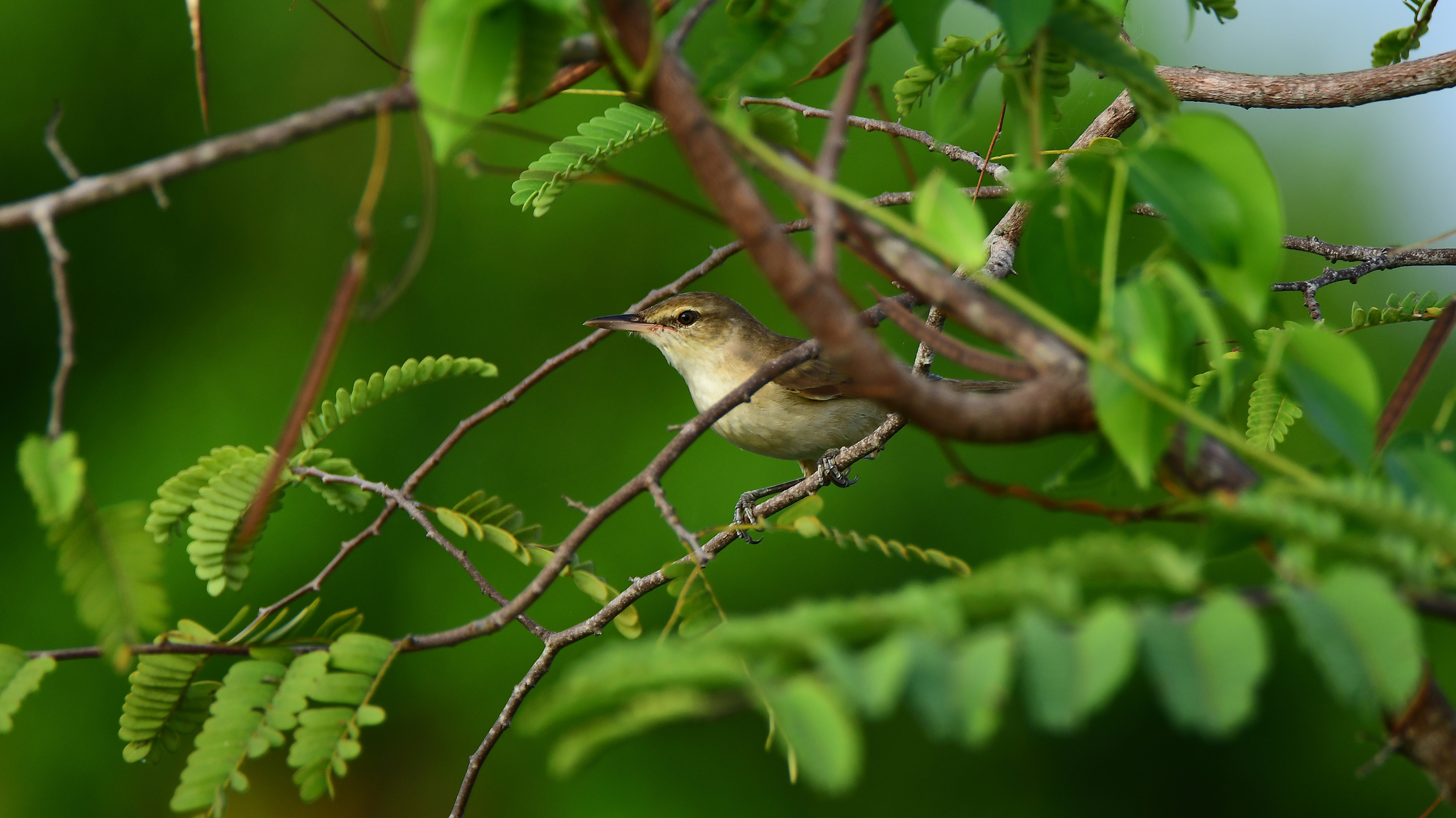 сейшельская камышовка