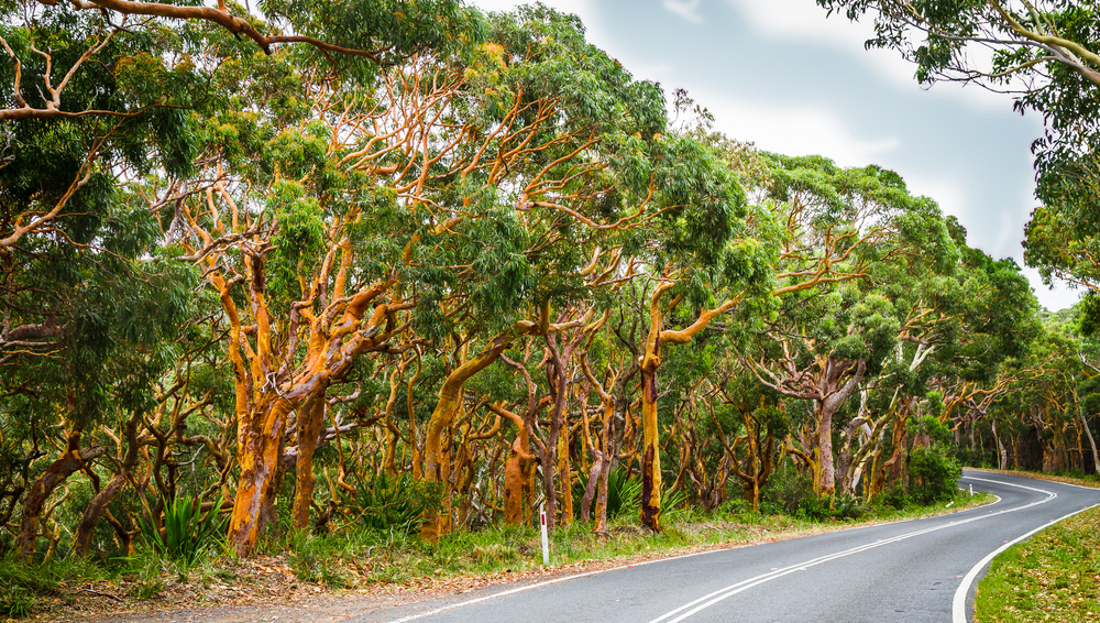 эвкалиптовые леса
