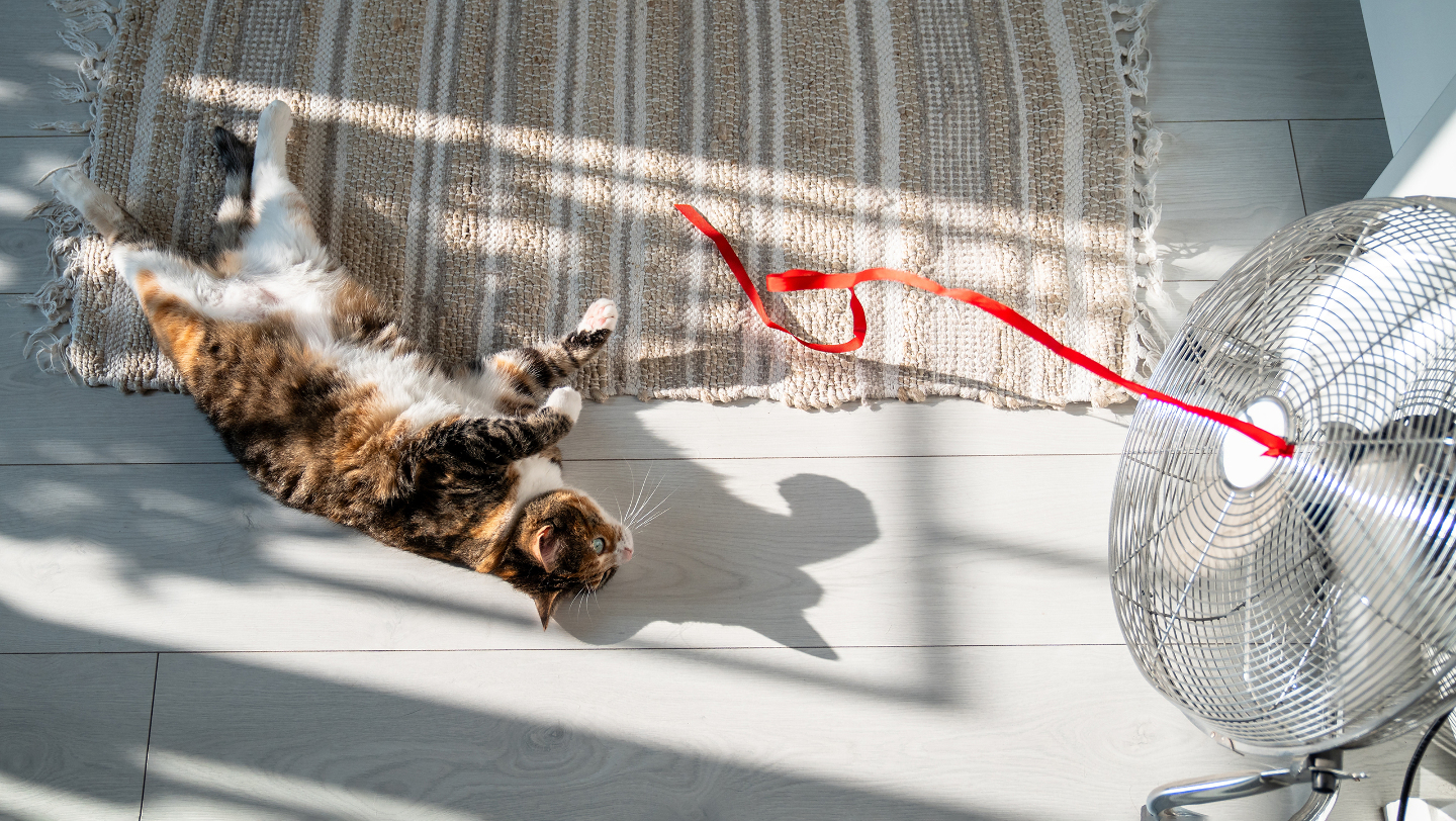 Жара, вентилятор