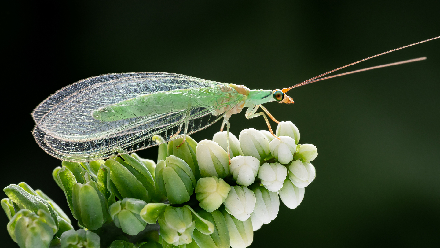обыкновенная златовласка