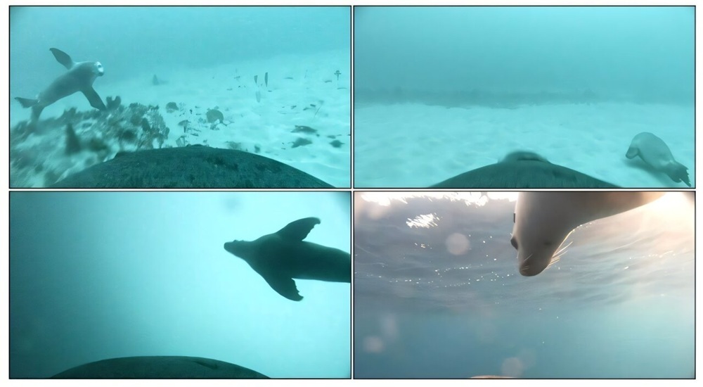 морской лев