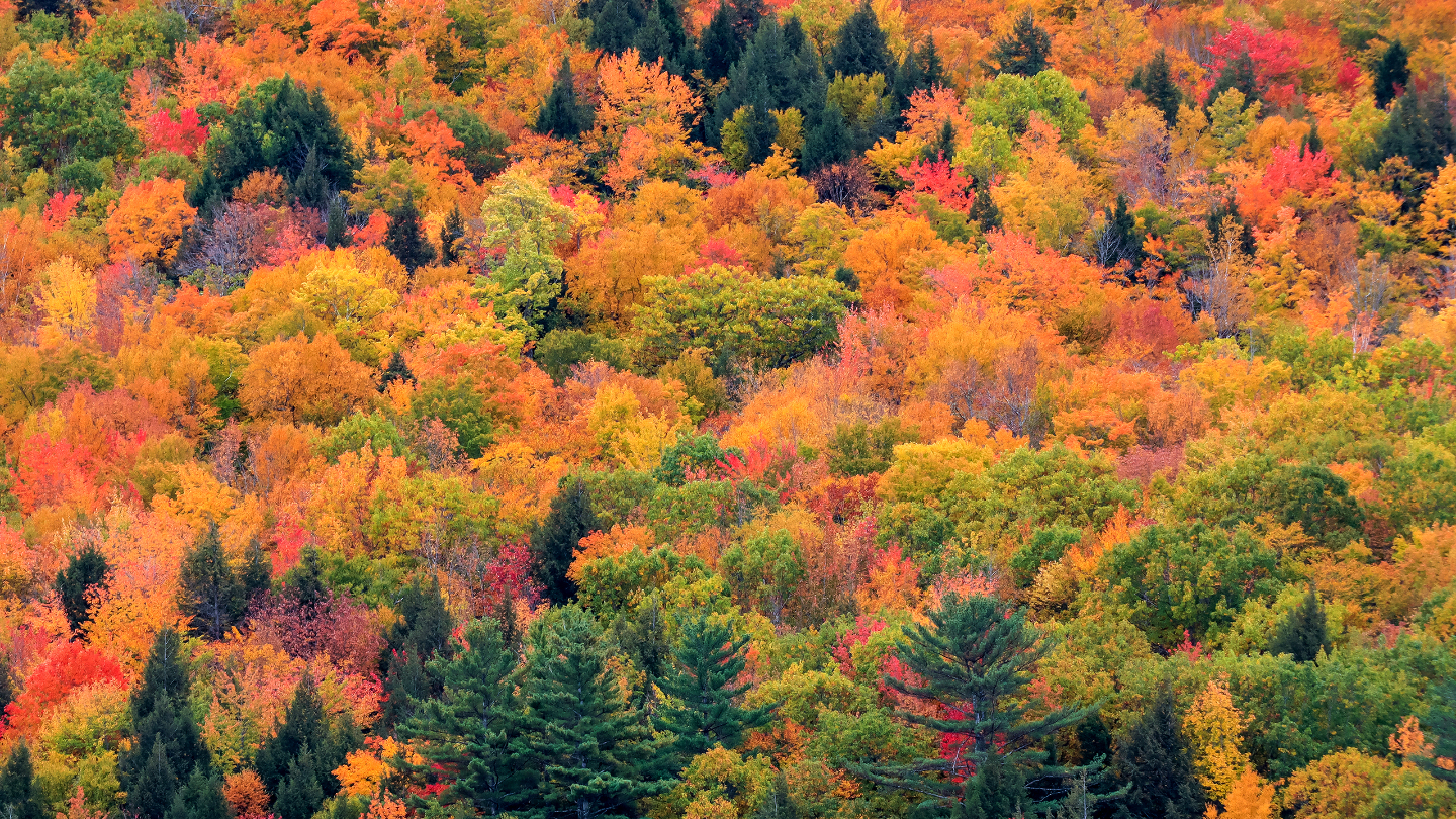 смешанный лес