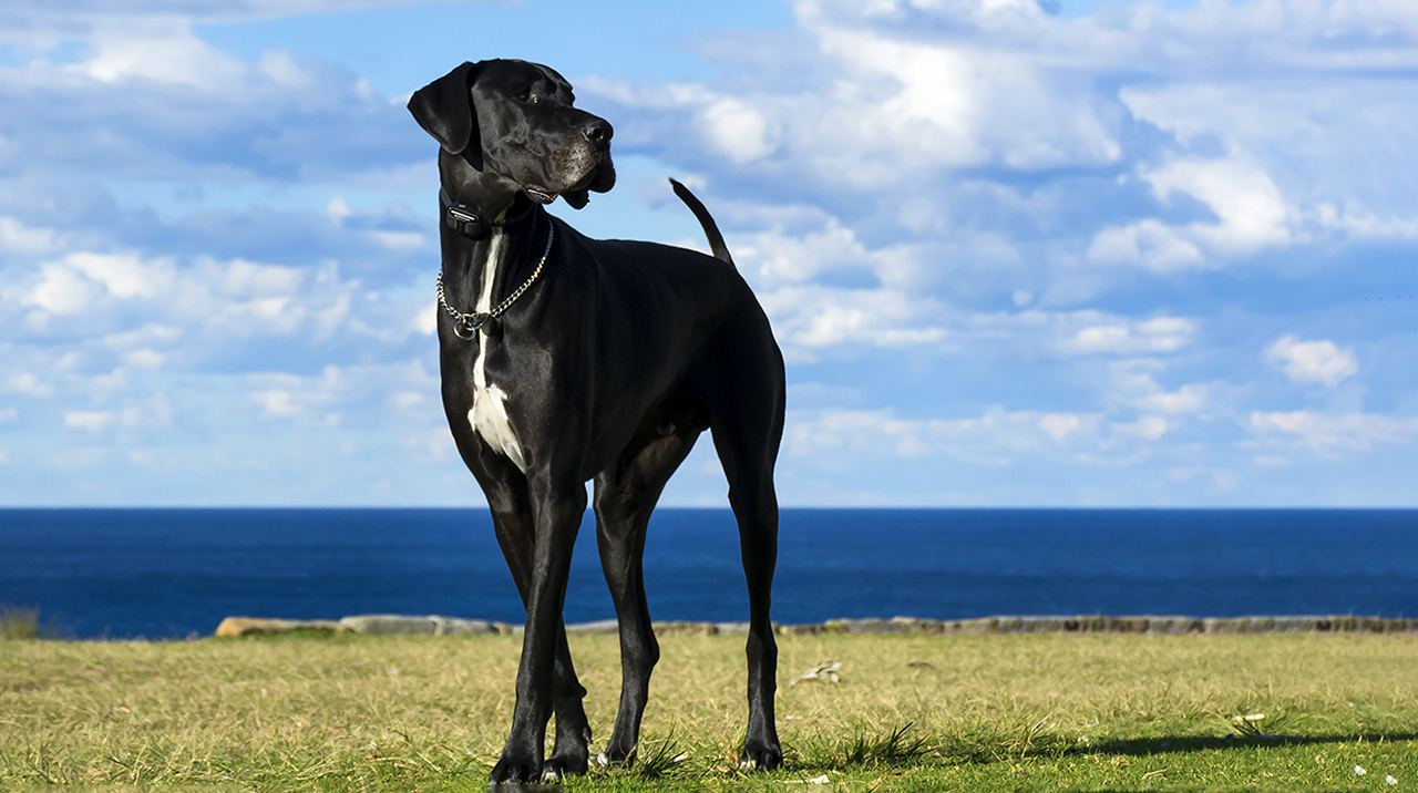 немецкий дог