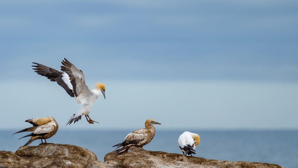 морские птицы