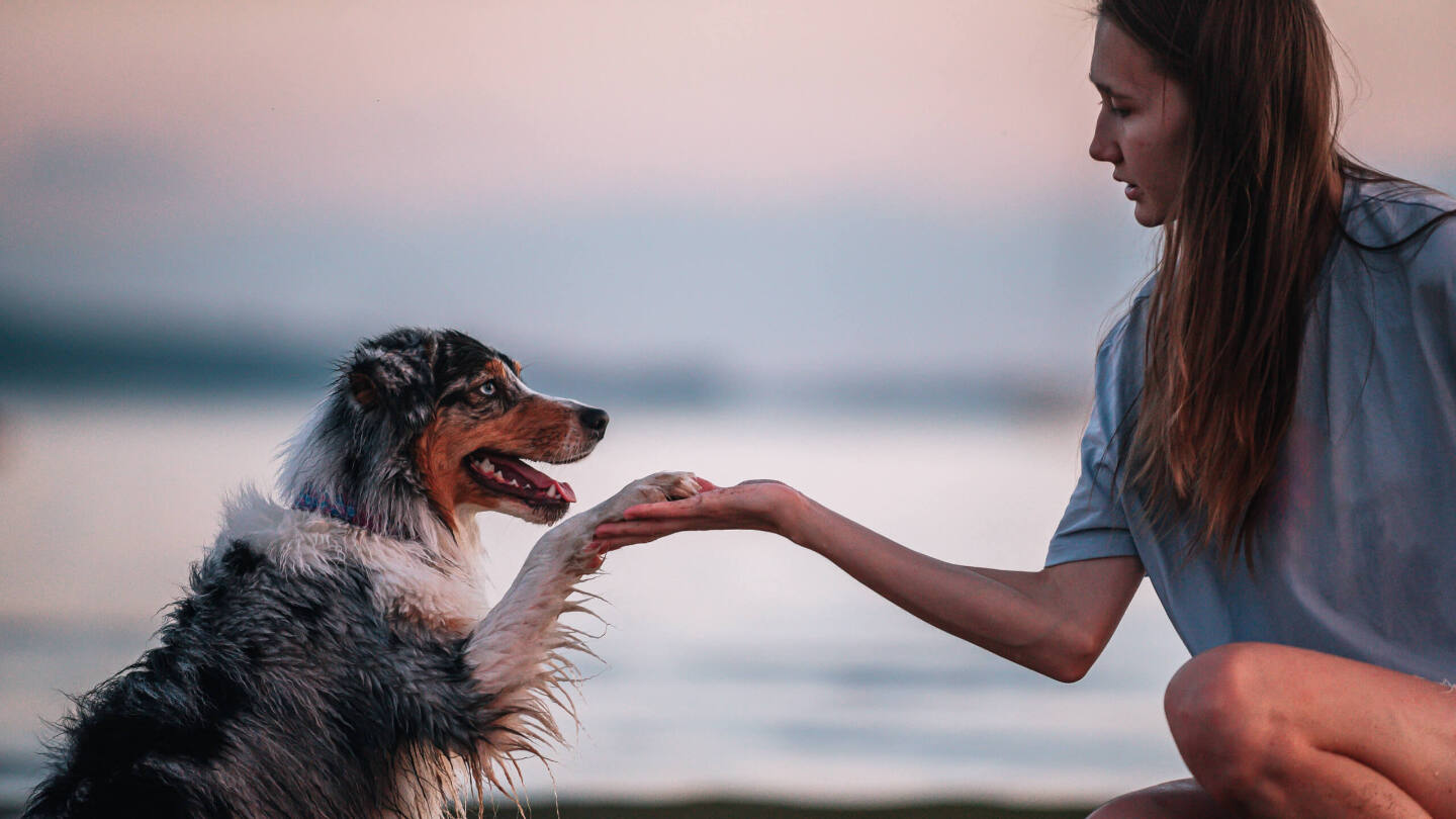 Кошатники, сочабчники