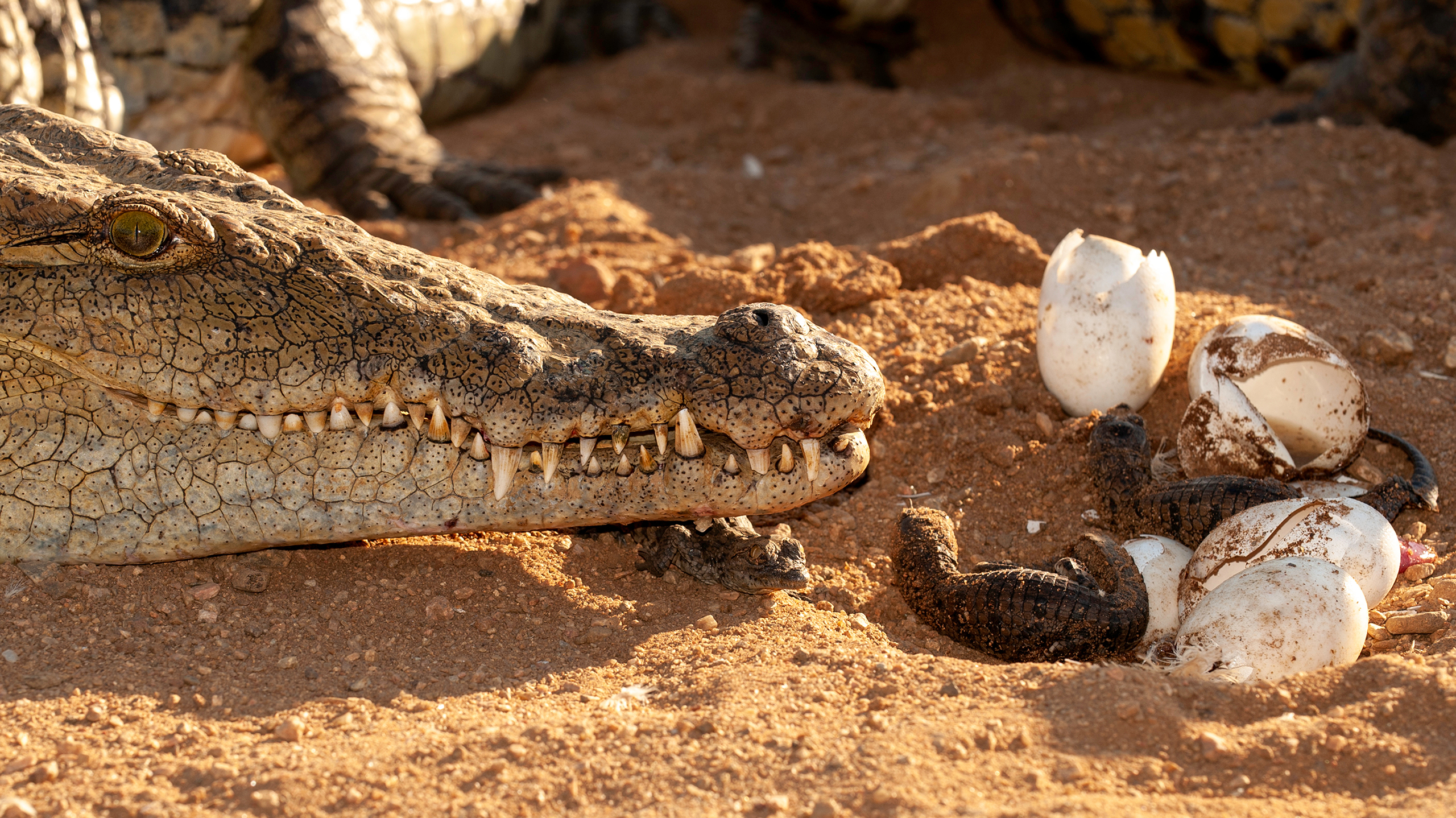 самка крокодила и ее яйца