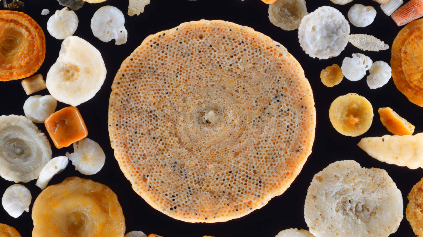 Фораминифер