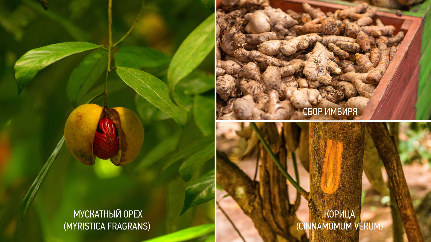 корица, имбирь и мускатный орех