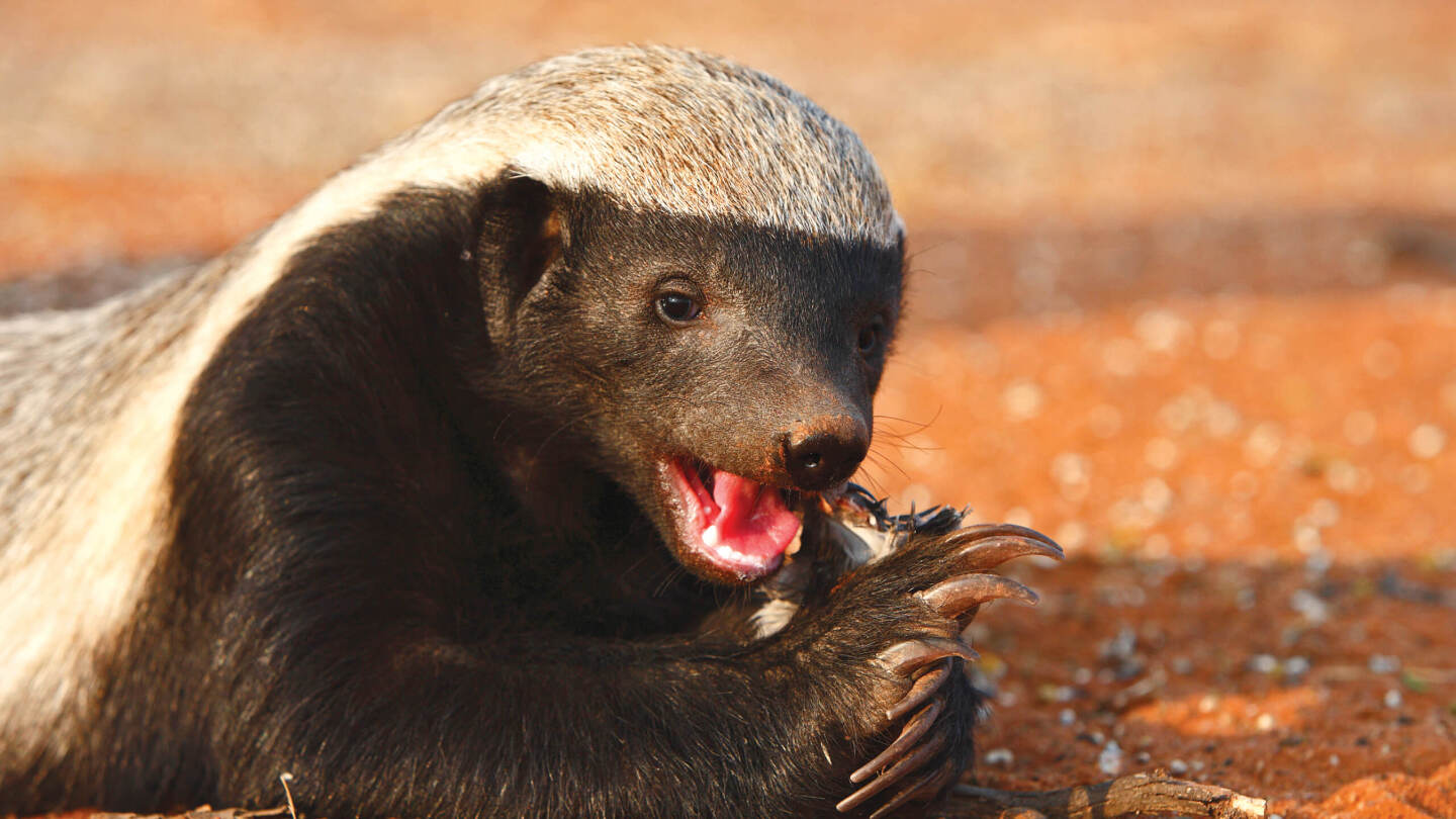 Чем питается медоед