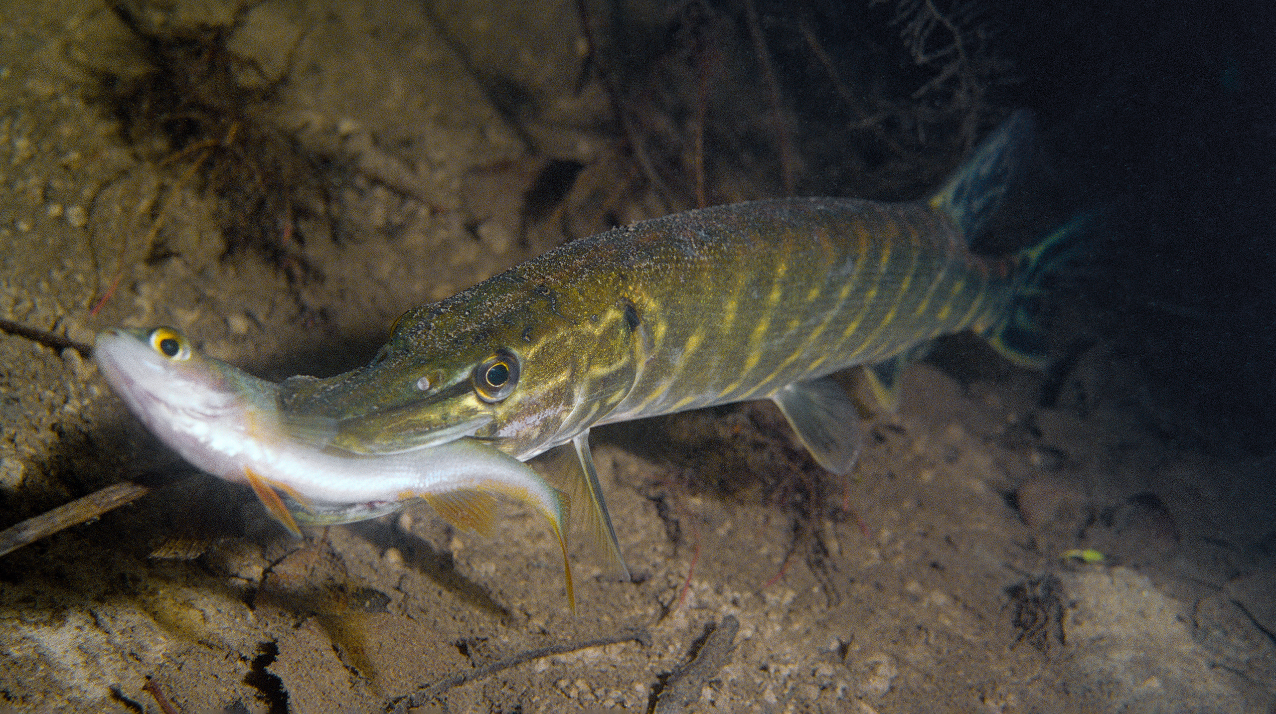 Щука, охота