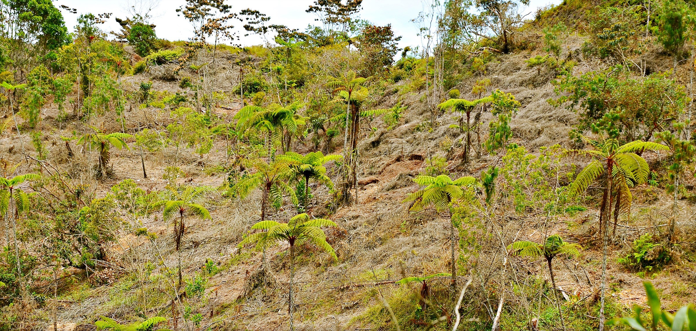 Лес древовидных папоротников - Телеканал «Моя Планета»