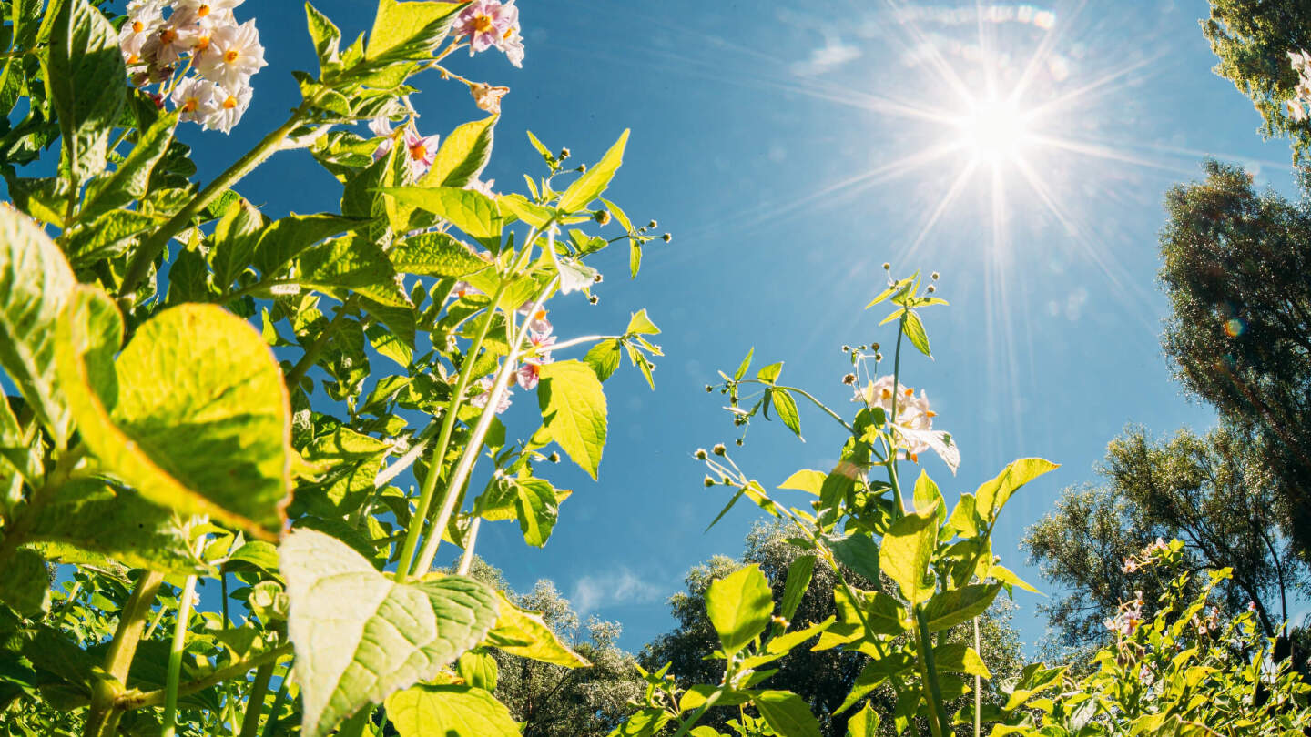 Почему запахи могут исчезнуть
