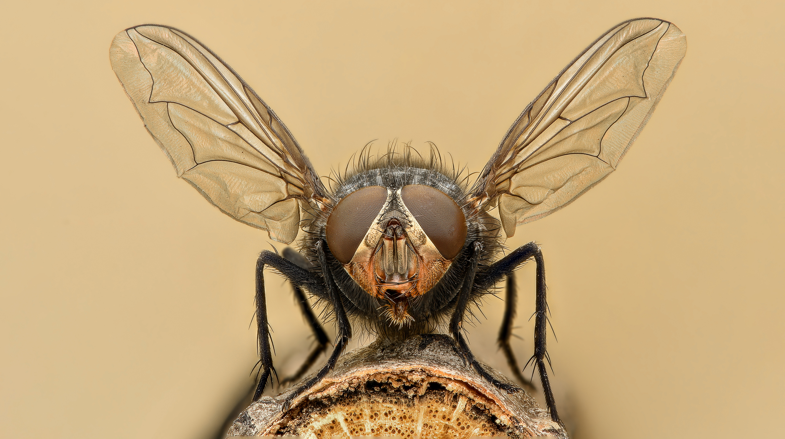 Внешний вид мухи