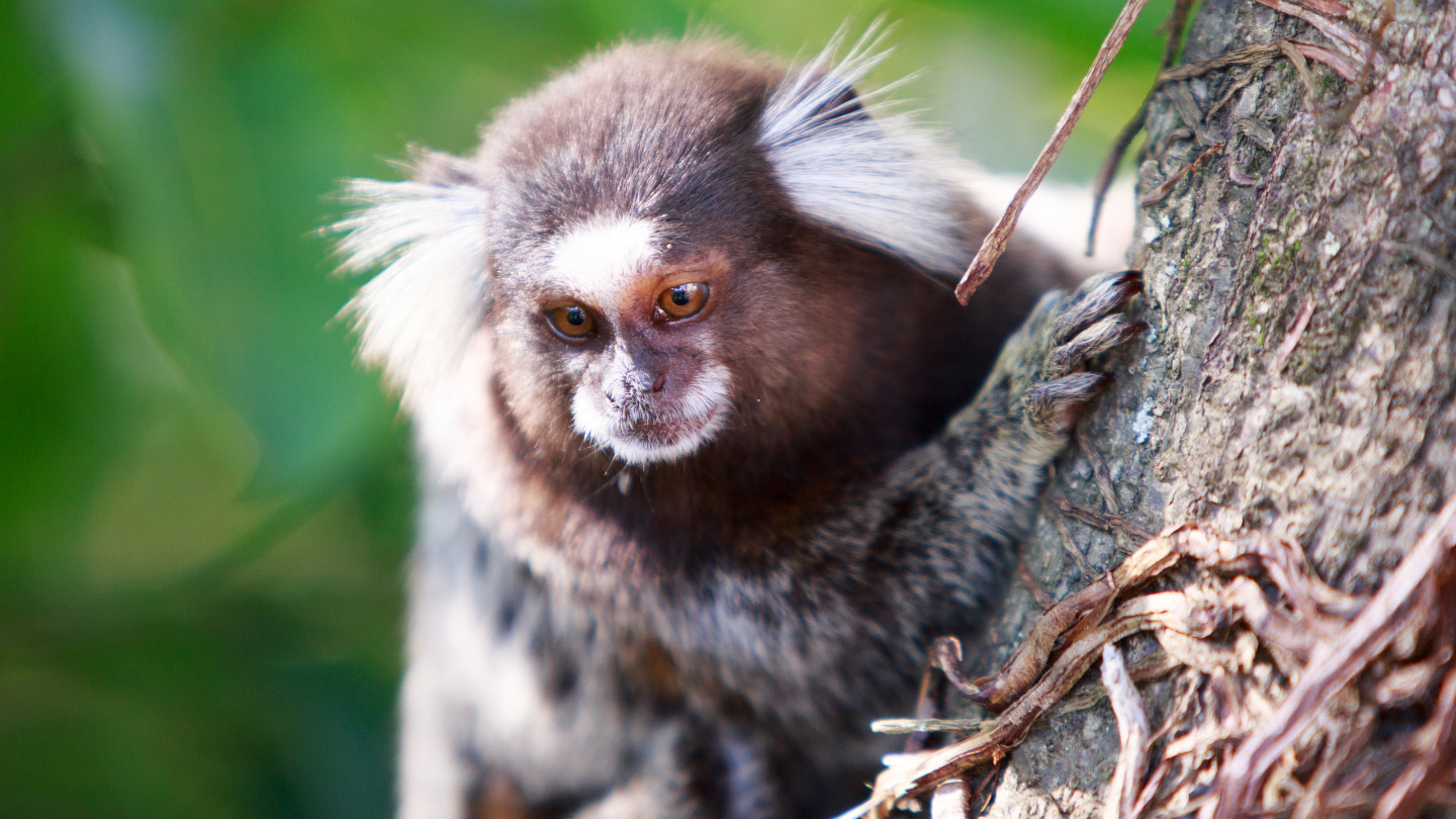 мармозетки