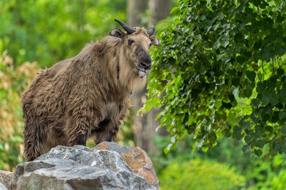 Самые редкие животные такин