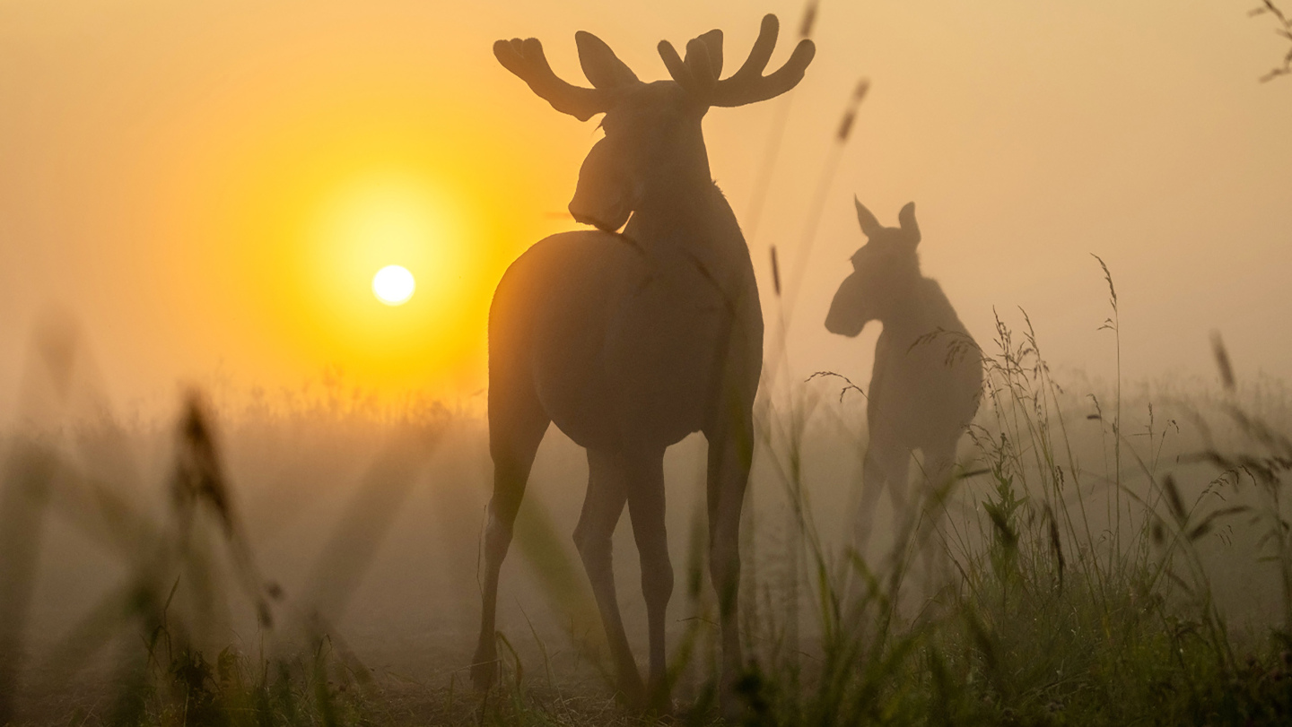 Туманный рассвет: свидание лосей
