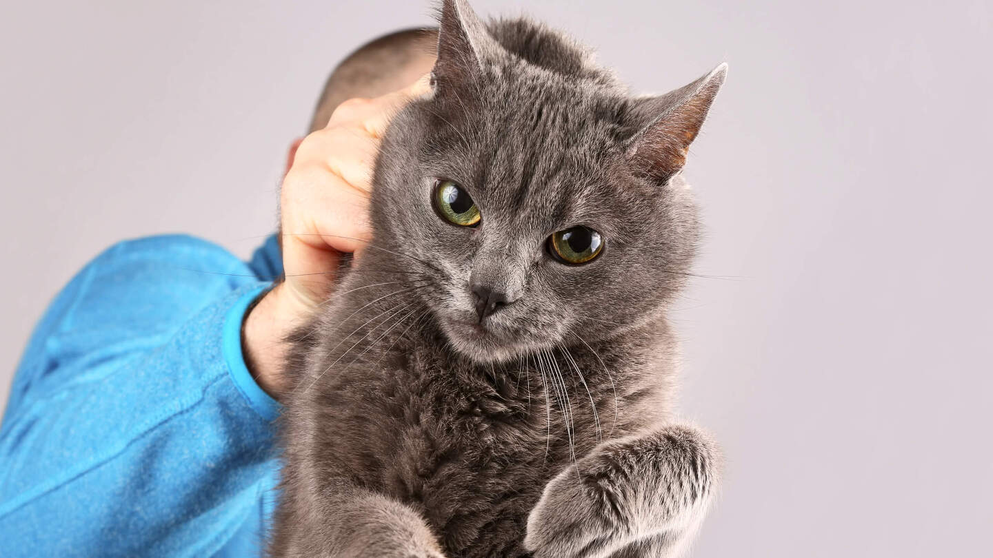 Если кошка сходила в туалет мимо лотка, ее нужно ткнуть мордой в лужу