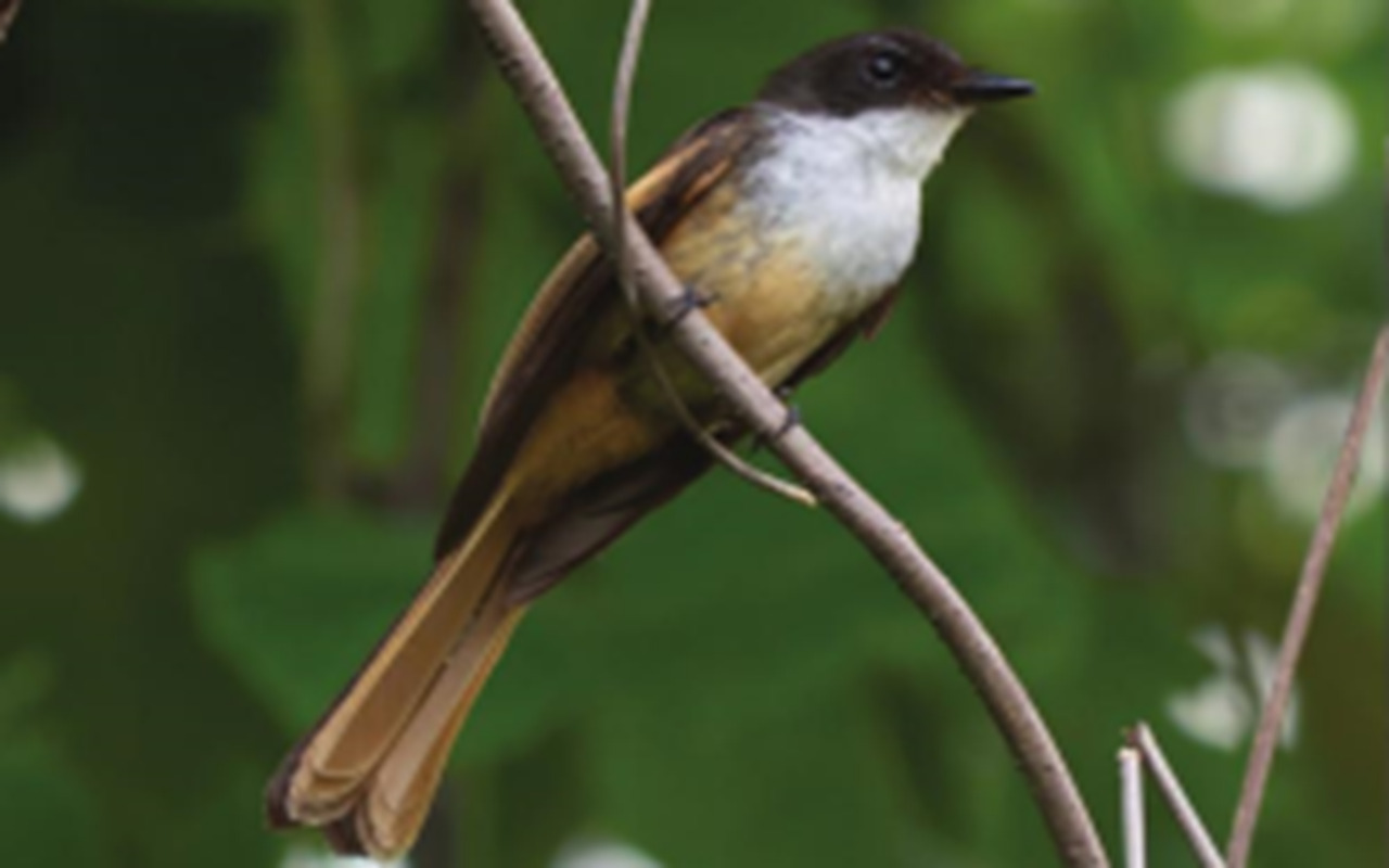 Rhipidura laguceria