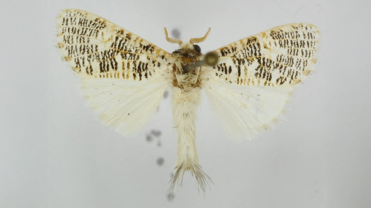 Феликс Тарасенко