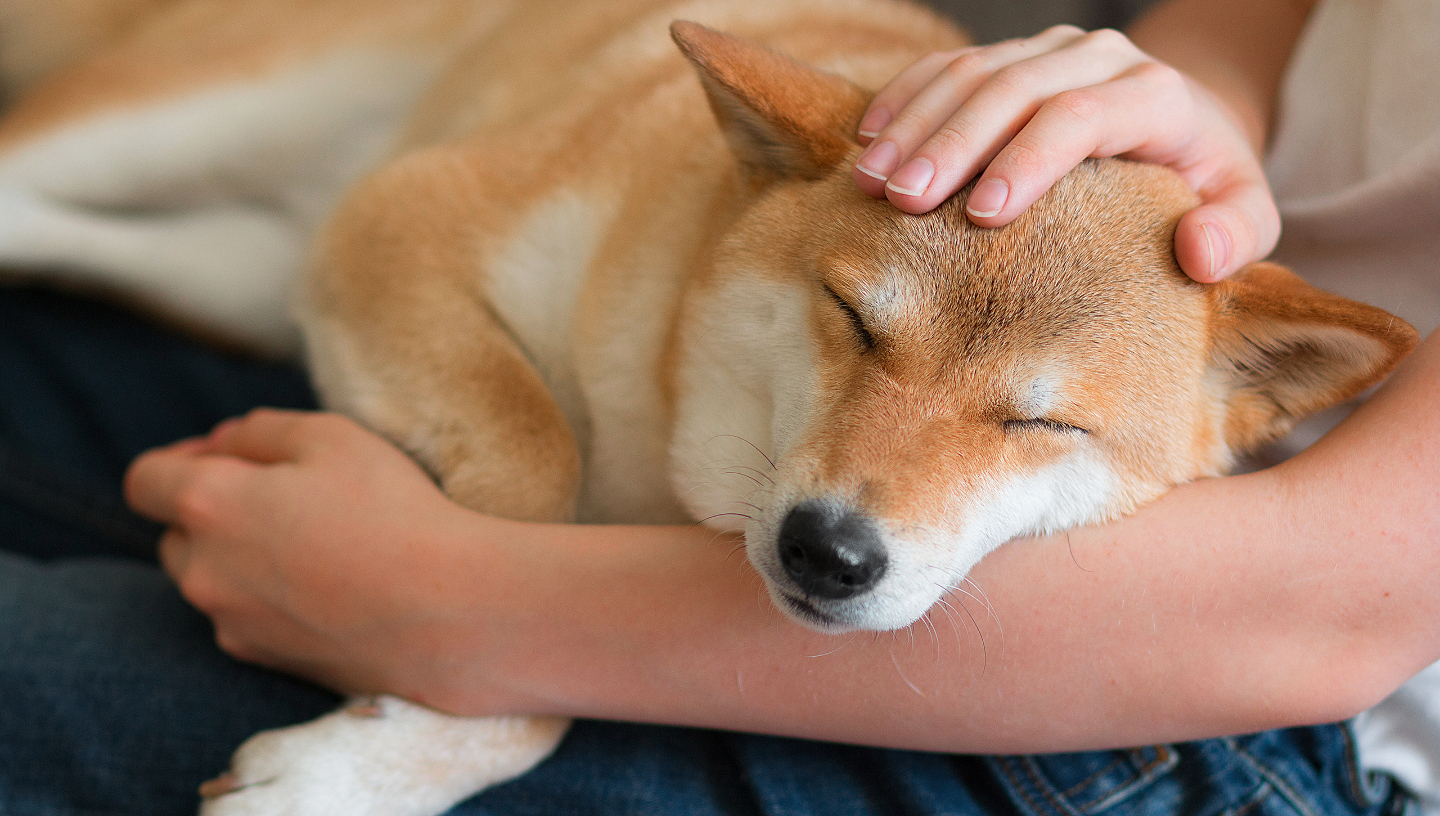 Как работает канистерапия