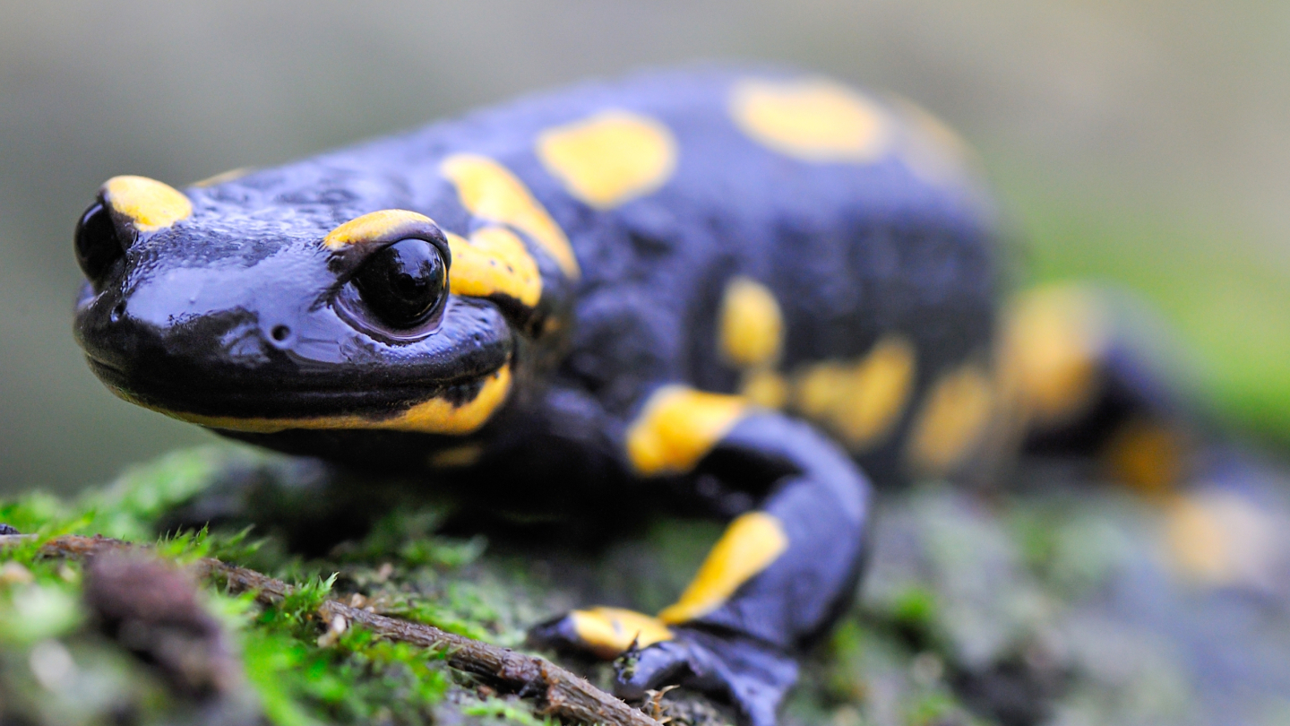  саламандры 