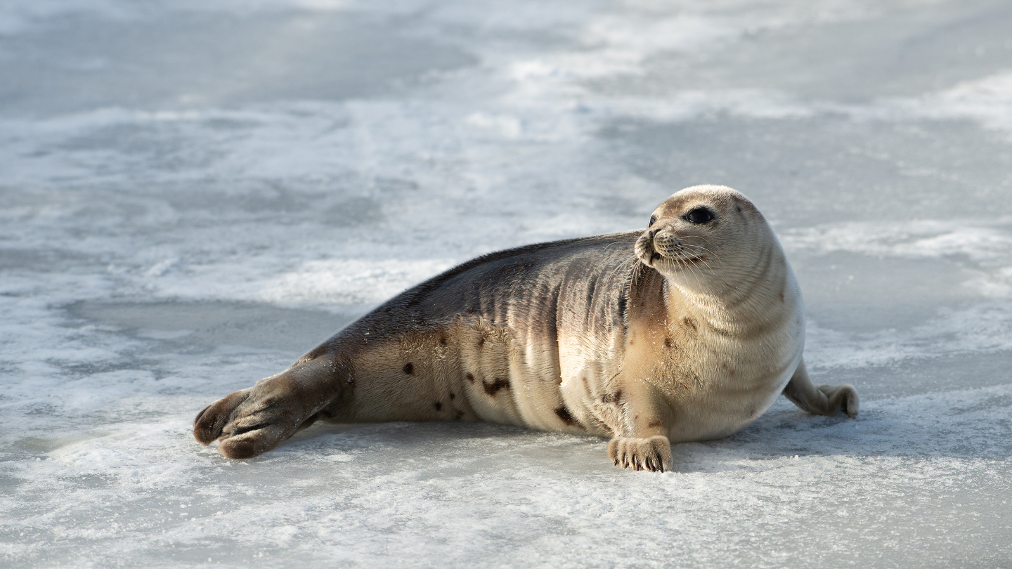 Гренландский тюлень