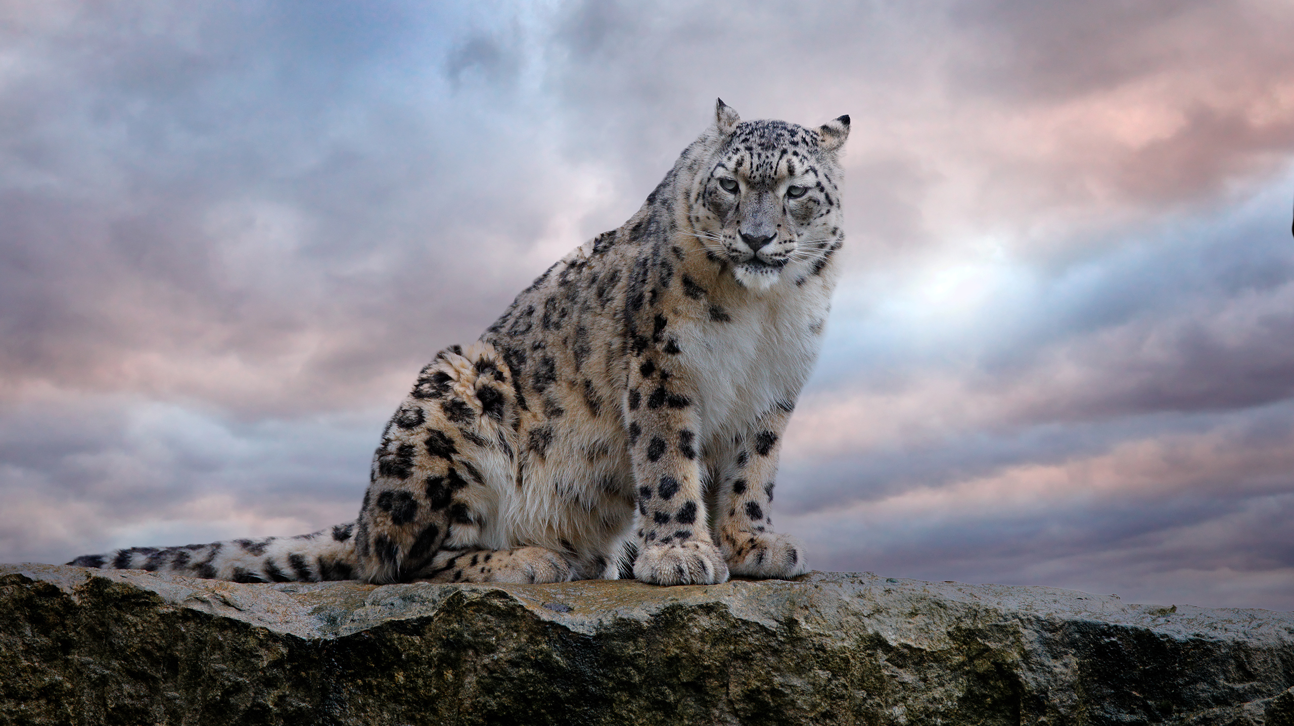 снежный барс