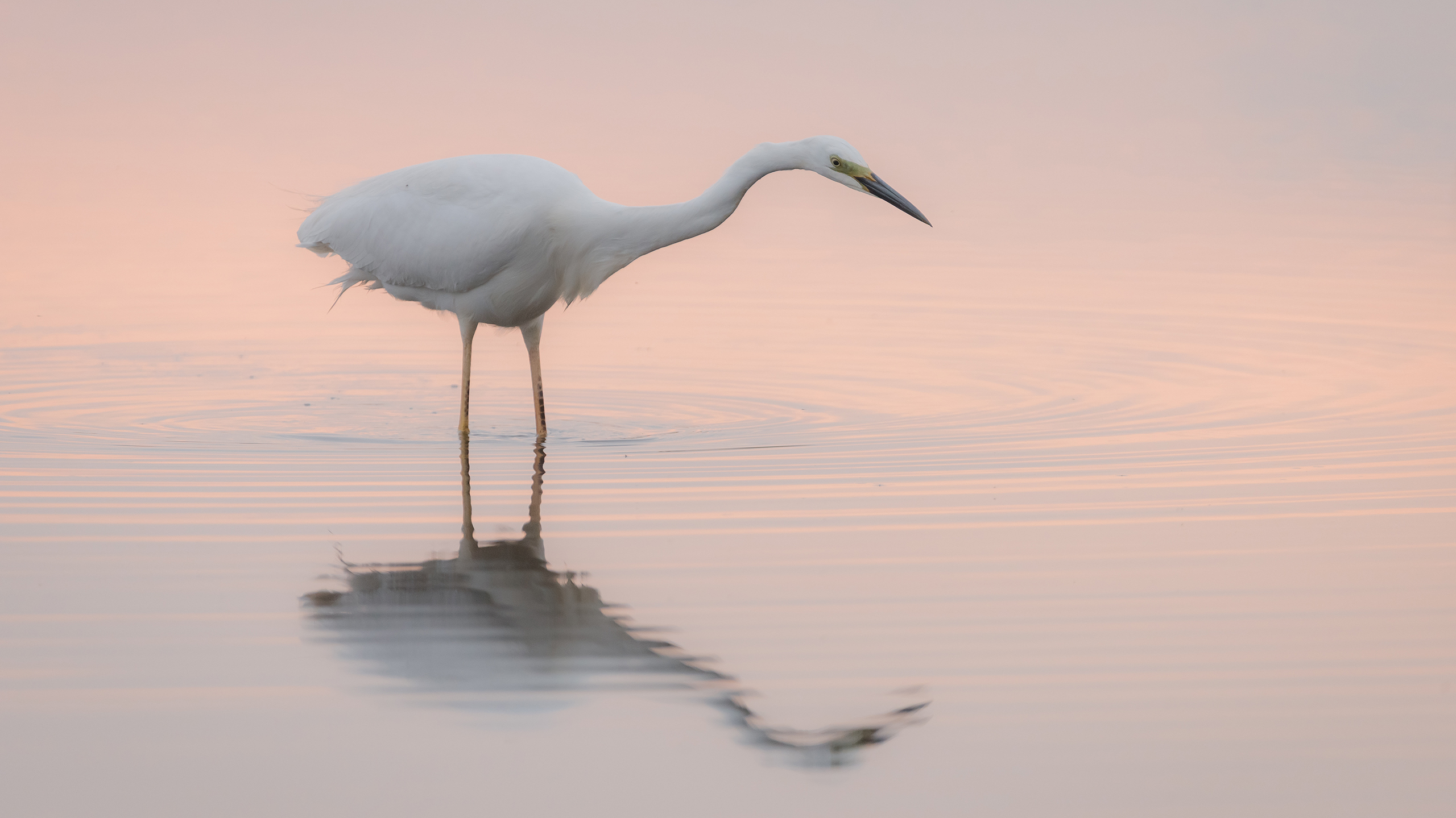 Большая белая цапля
