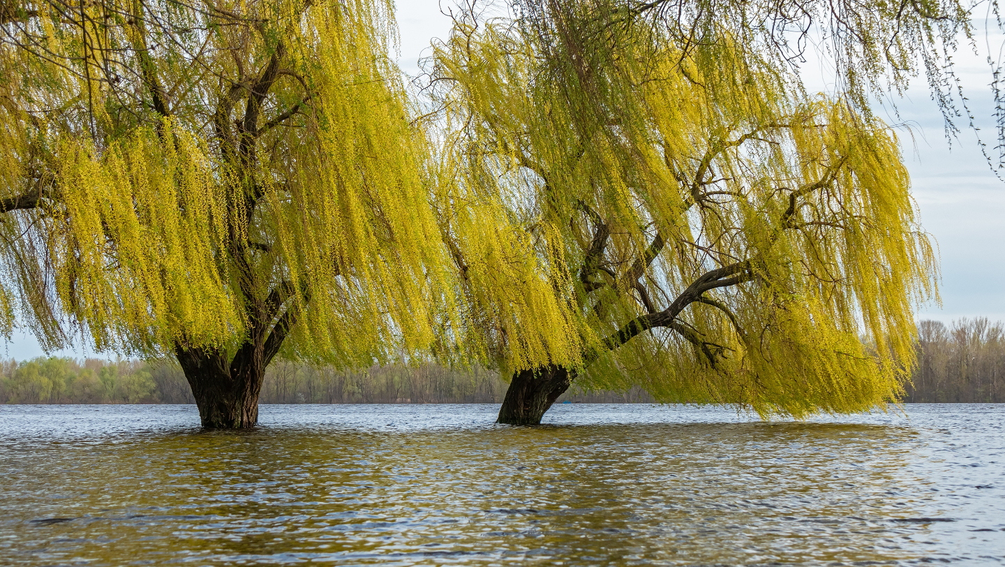 режим и тип питания реки
