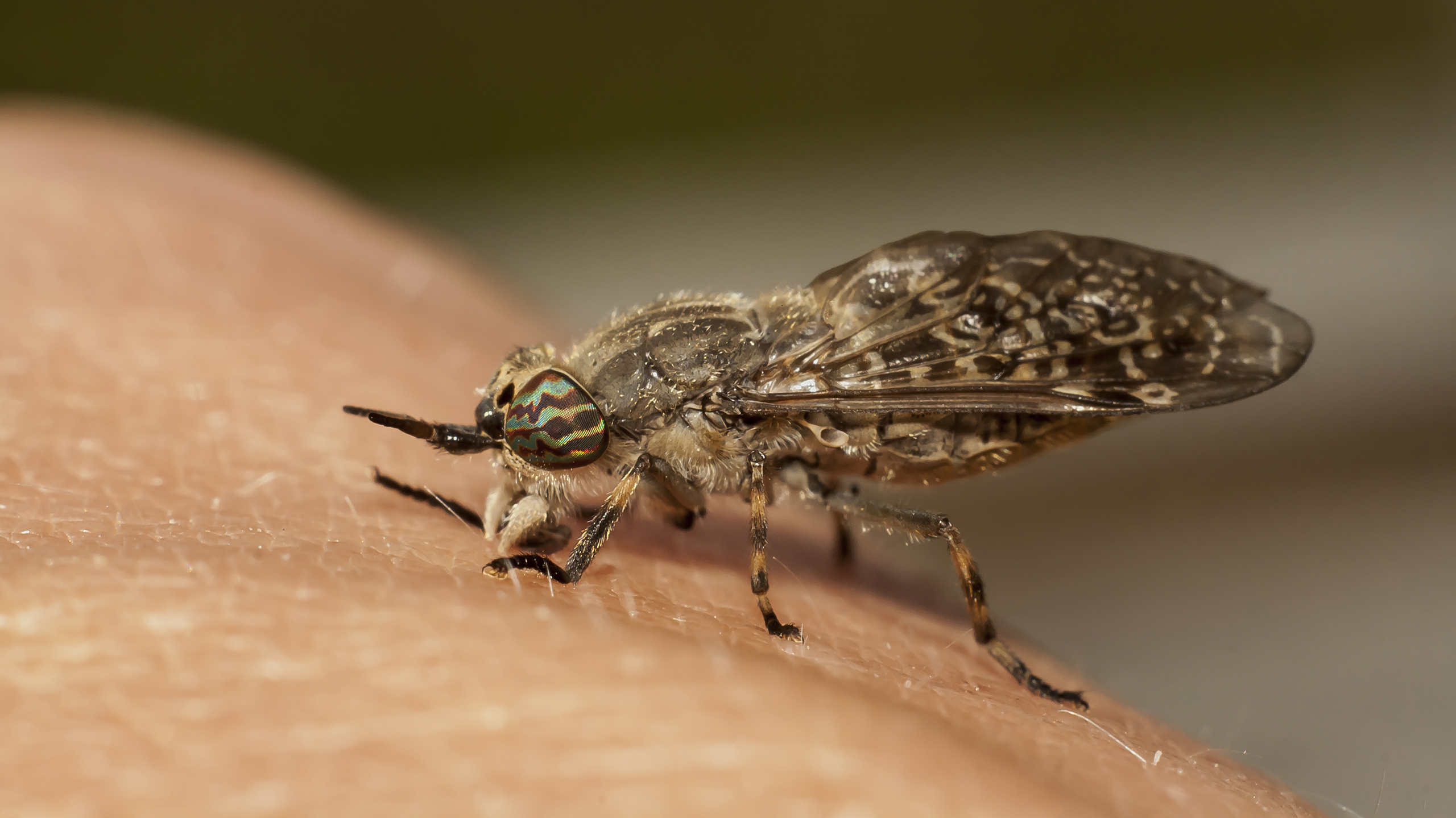 укус слепня